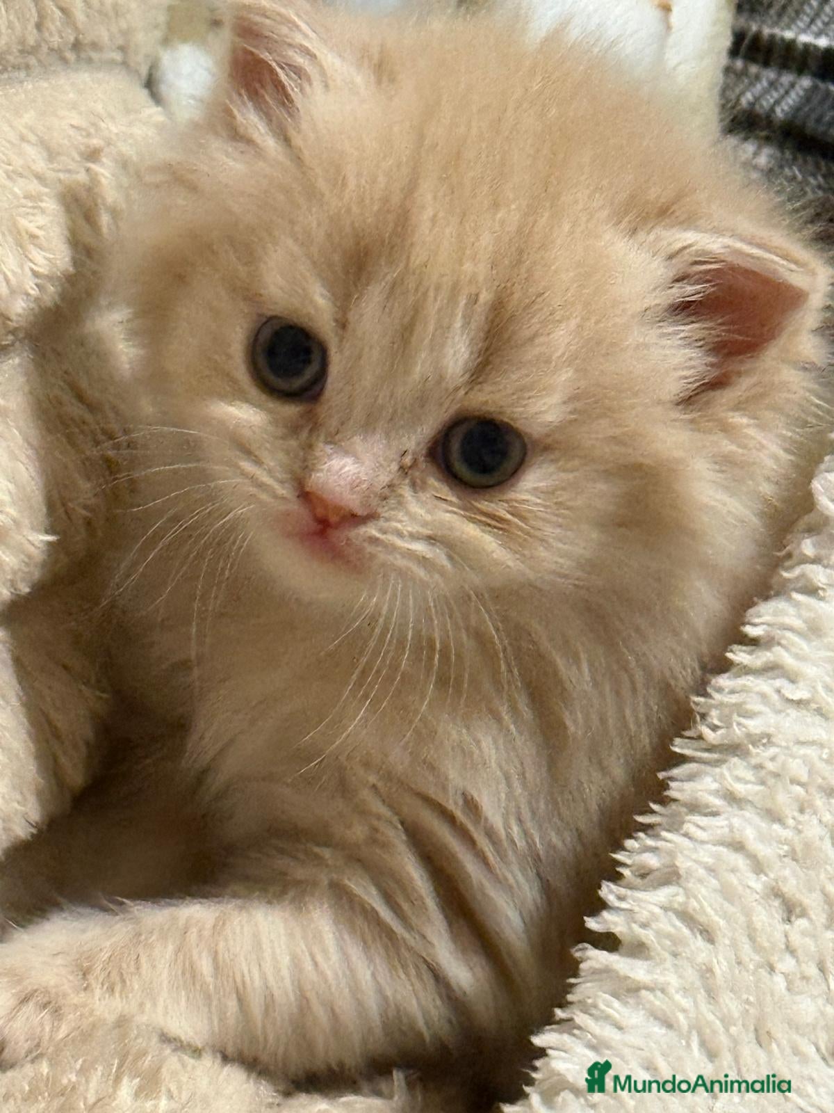 Persa gatos Gata persa - Anuncio 2