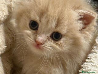 Persa gatos Gata persa - Anuncio 3