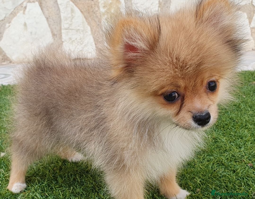 Pomerania perros Pomerania Toy Top  - Anuncio 2