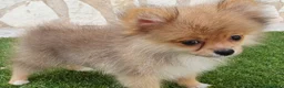 Pomerania perros en venta: Pomerania Toy Top  - Anuncio 2