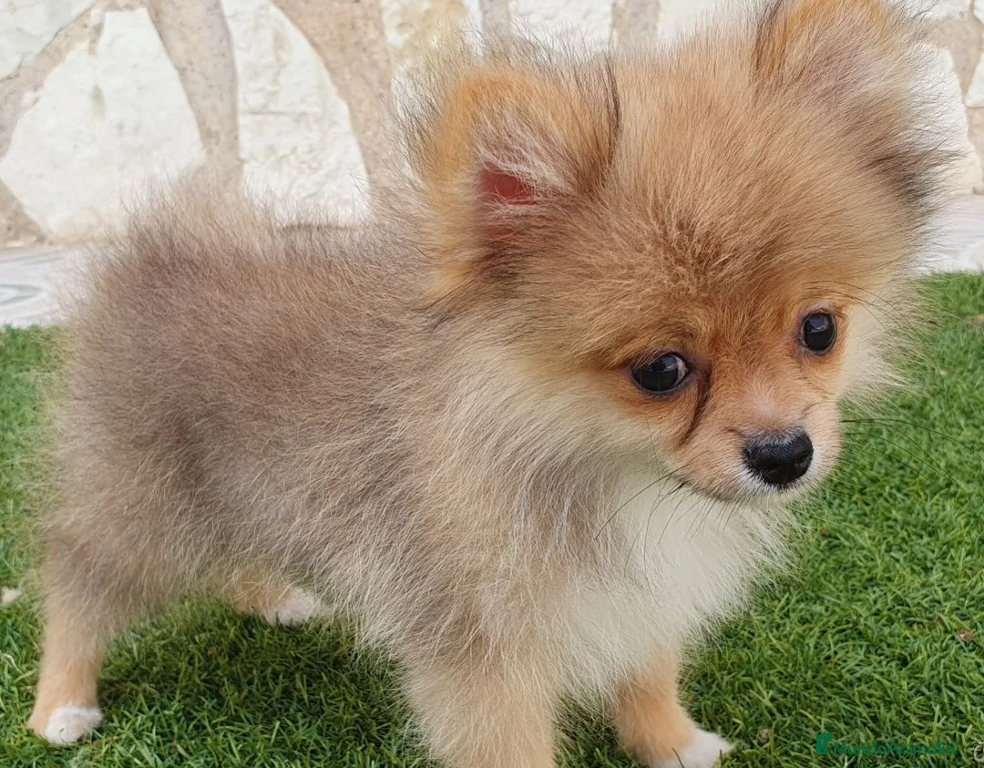 Pomerania perros en venta: Pomerania Toy Top  - Anuncio 2