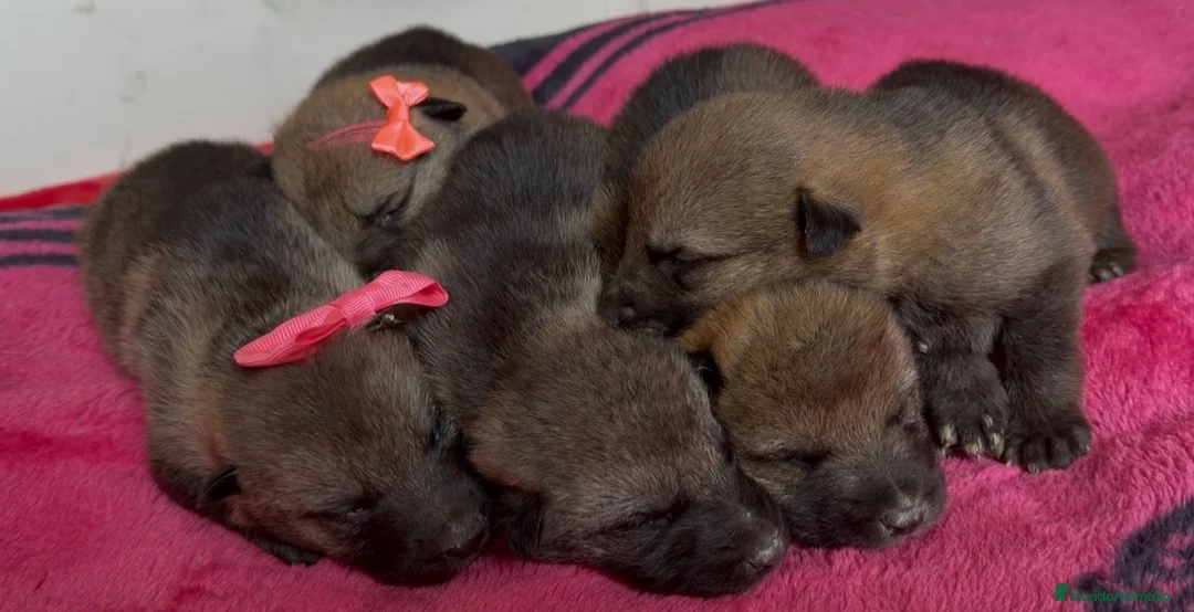 Perro Lobo Checoslovaco perros en venta: Perro lobo checoslovaco  - Anuncio 1