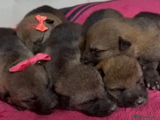 Perro Lobo Checoslovaco perros Perro lobo checoslovaco - Anuncio 1