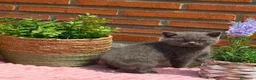Británico de Pelo Corto gatos en venta: British azul hembra  - Anuncio 4