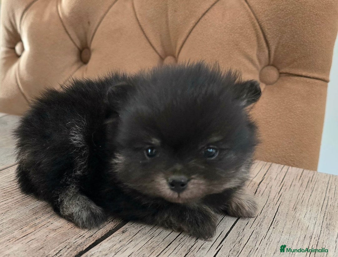 Pomerania perros en venta: Pomerania  - Imagen 1