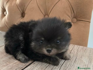 Pomerania perros - Anuncio 1