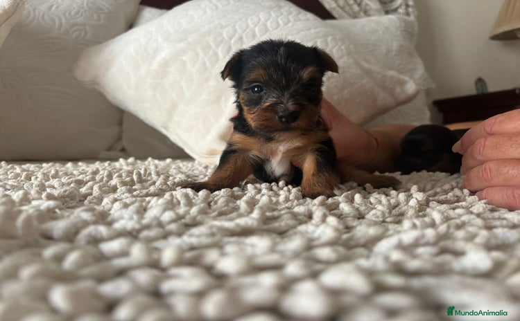Yorkshire Terrier perros - Propaganda 1