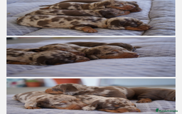 Teckel Miniatura perros en venta: 🌈 Frisco, Calypso, y Suny te saludan 🐾 - Imagen 1