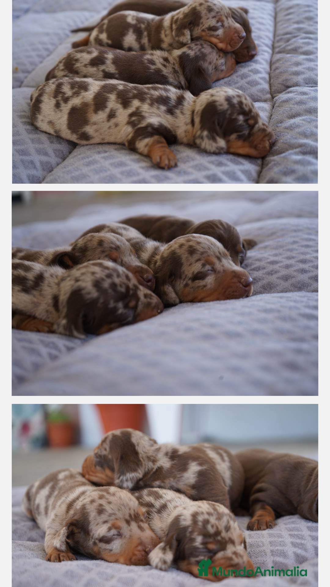 Teckel Miniatura perros en venta: 🌈 Frisco, Calypso, y Suny te saludan 🐾 - Imagen 1