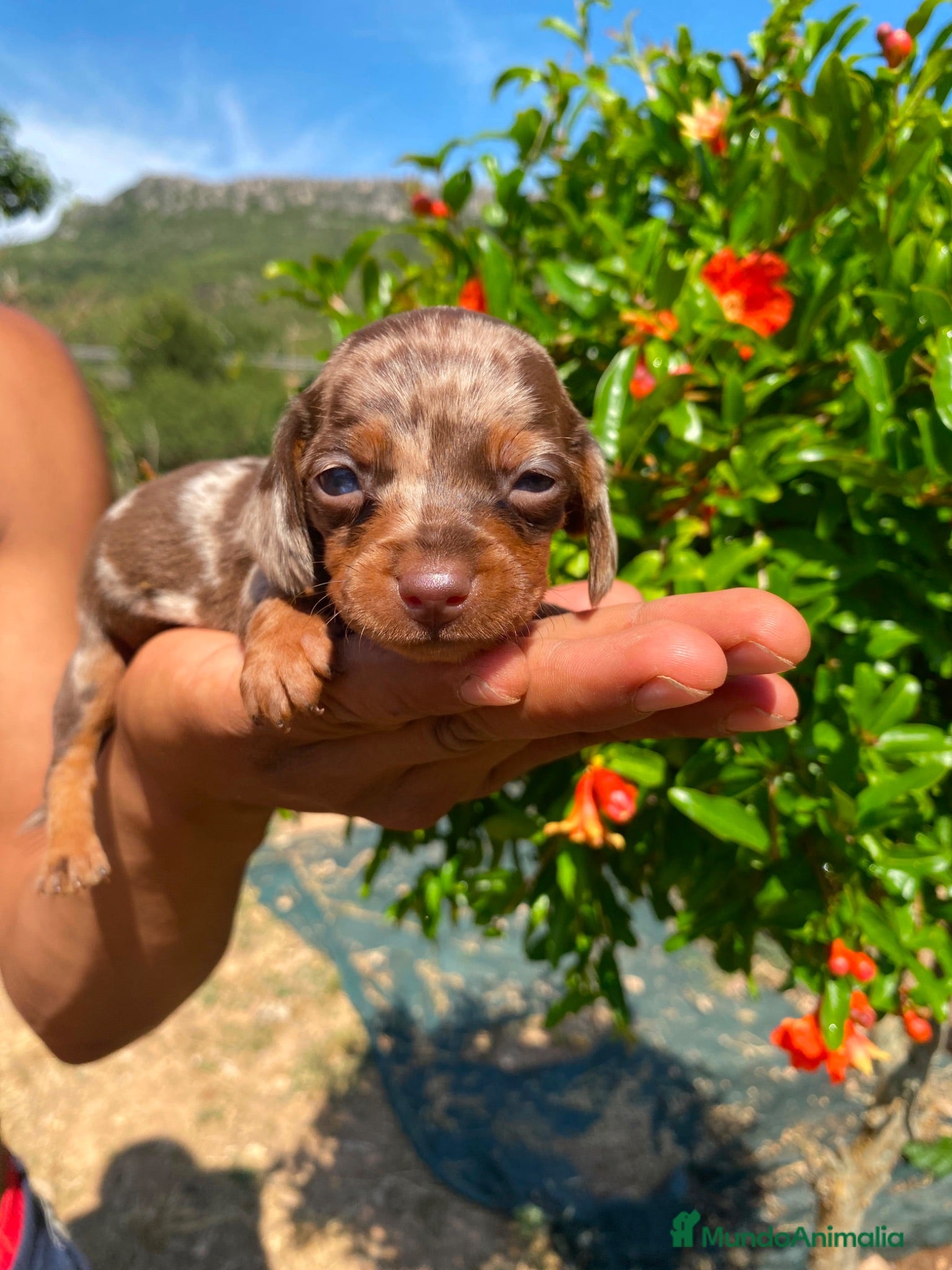 Teckel Miniatura perros Exclusiva de Teckel arlequín Mini 🌭🐾 - Anuncio 1