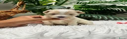 Maltipoo perros en venta: MALTIPOO - Anuncio 11