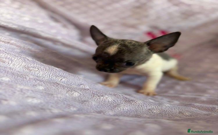 Chihuahua perros - Anuncio 1