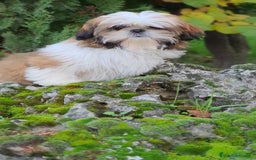Shih Tzu perros en venta: Shit tzu de 5 meses disponible!! - Imagen 7