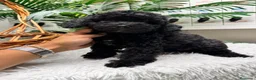 Caniche Enano perros en venta: CANICHE ENANA 🎀 - Anuncio 3