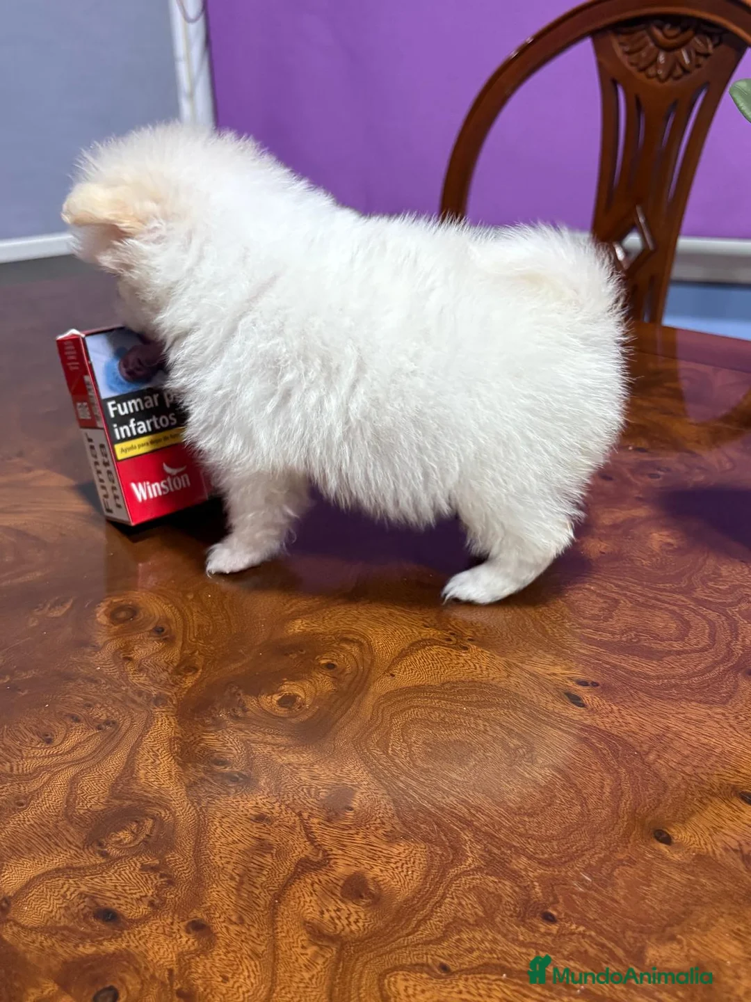 Pomerania perros en venta: Lulu de Pomerania mini toy hembra blanca naranja - Anuncio 21