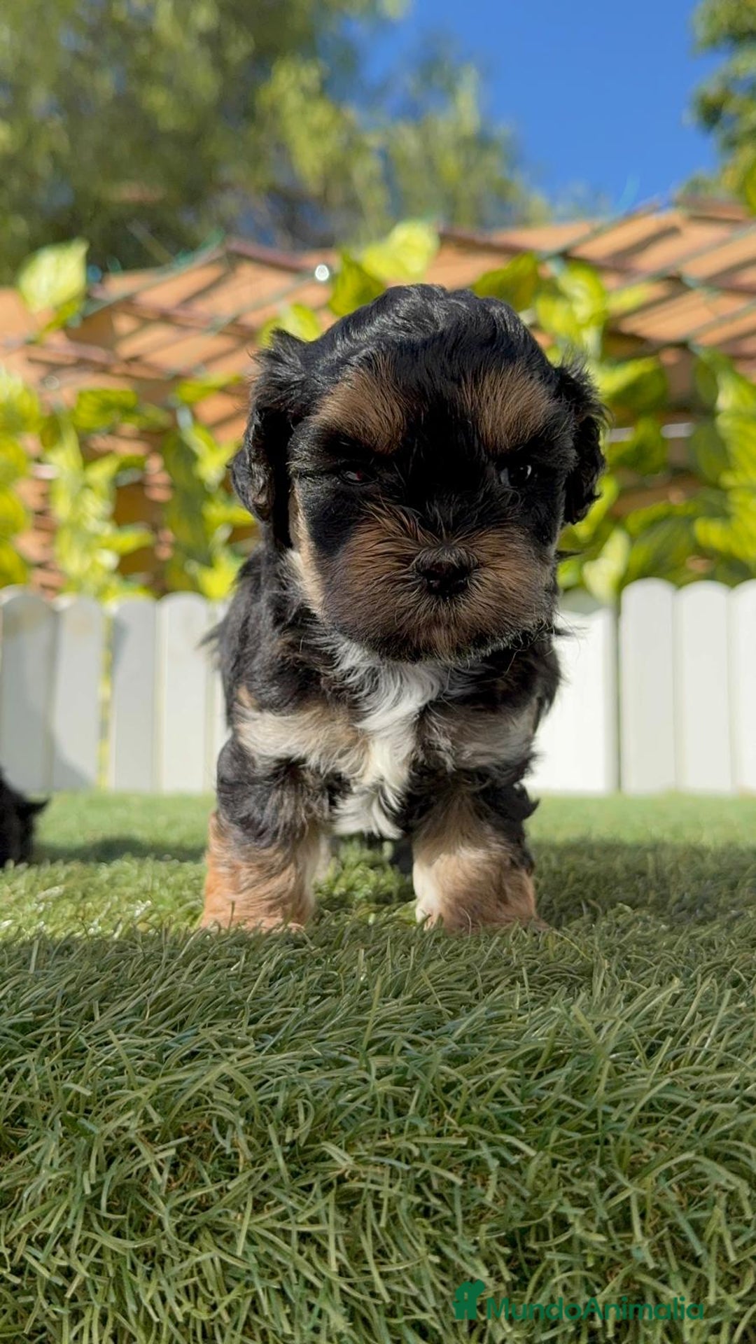 Raza Mixta perros en venta: YORKIPOO - Imagen 12