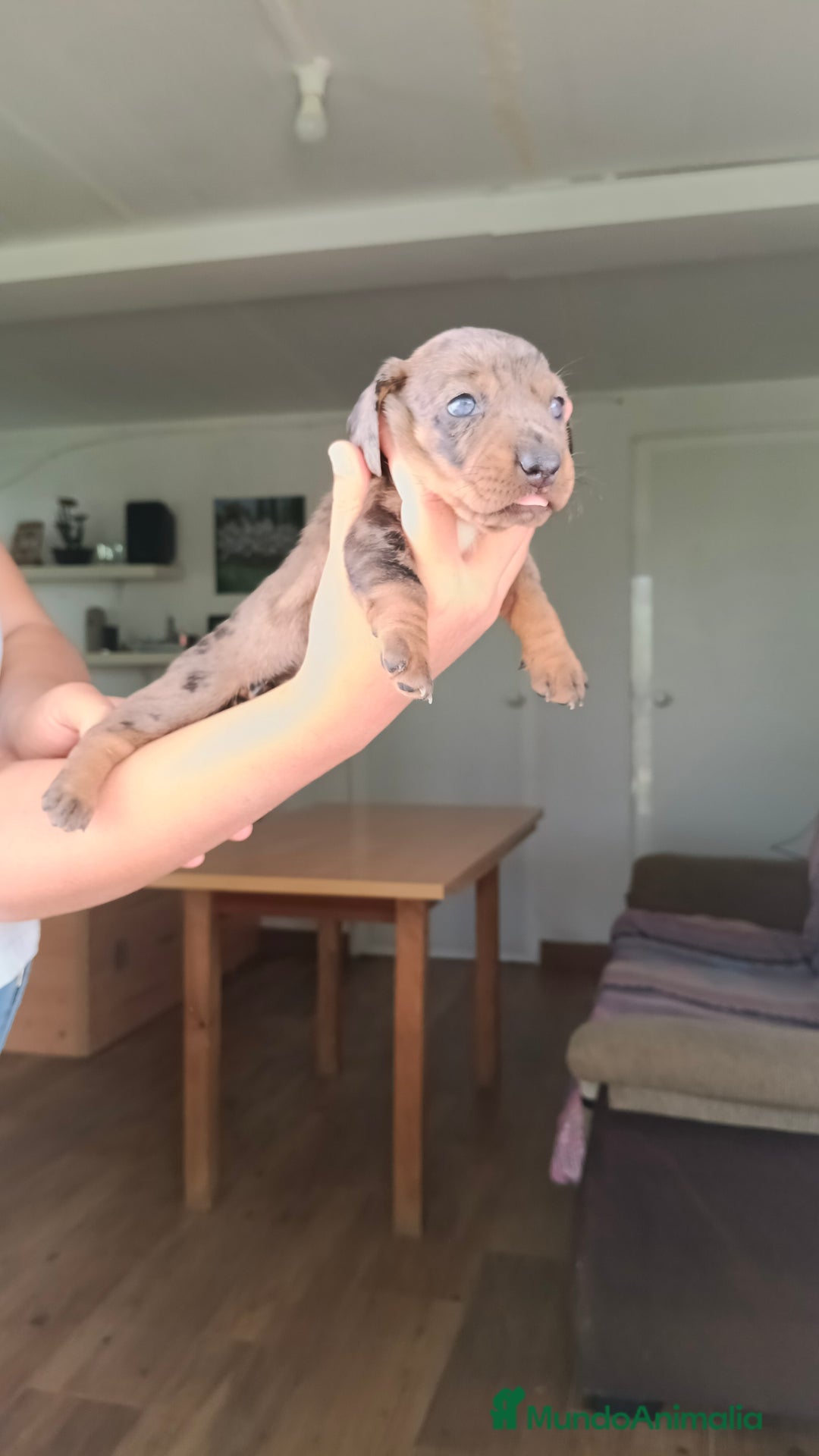 Teckel perros en venta: Teckels kaninchen hembra  - Imagen 2