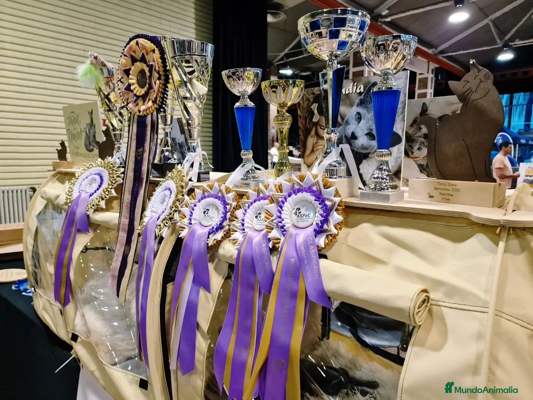 Imagen de galería {{count}}