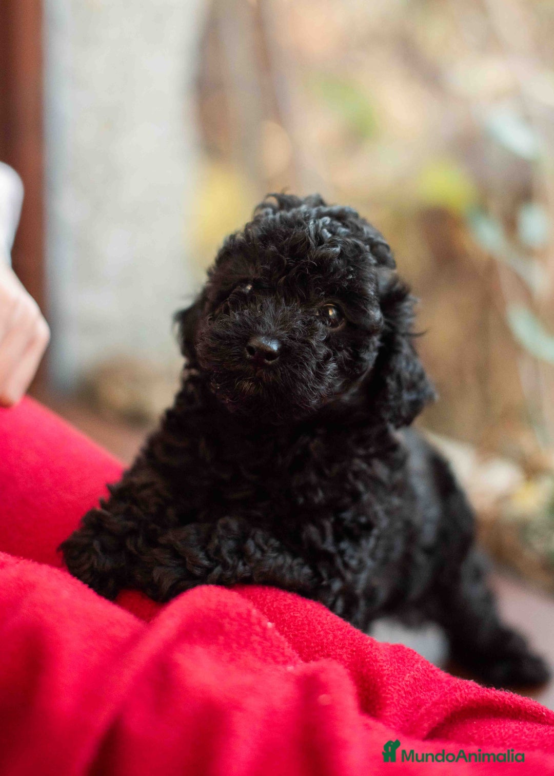 Caniche Toy perros en venta: Caniches negros - Anuncio 14