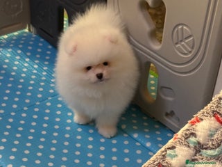 Pomerania perros Pomerania Toy - Anuncio 1