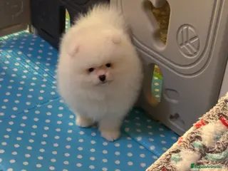 Pomerania perros Pomerania Toy - Anuncio 1