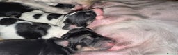 Saluki perros en venta: Camada de Salukis  - Anuncio 13