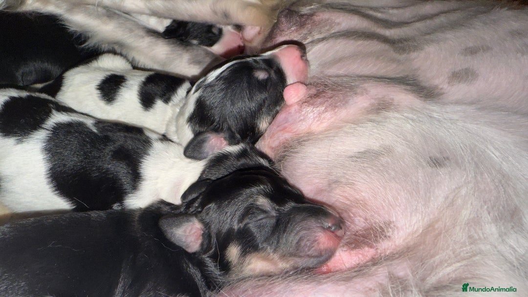 Saluki perros en venta: Camada de Salukis  - Imagen 11