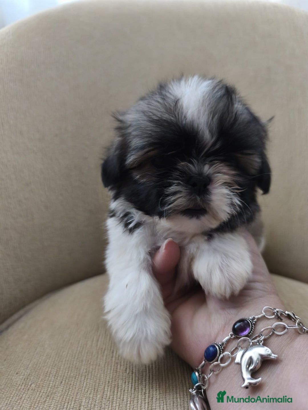 Shih Tzu perros en venta: Shihtzu - Anuncio 6