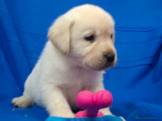 Labrador Retriever perros LABRADOR RETRIEVER - Anuncio 16