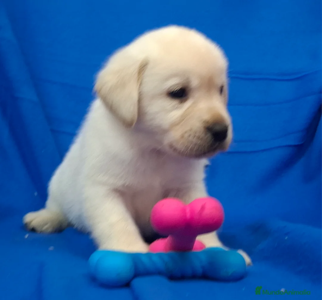 Labrador Retriever perros en venta: LABRADOR RETRIEVER  - Anuncio 1