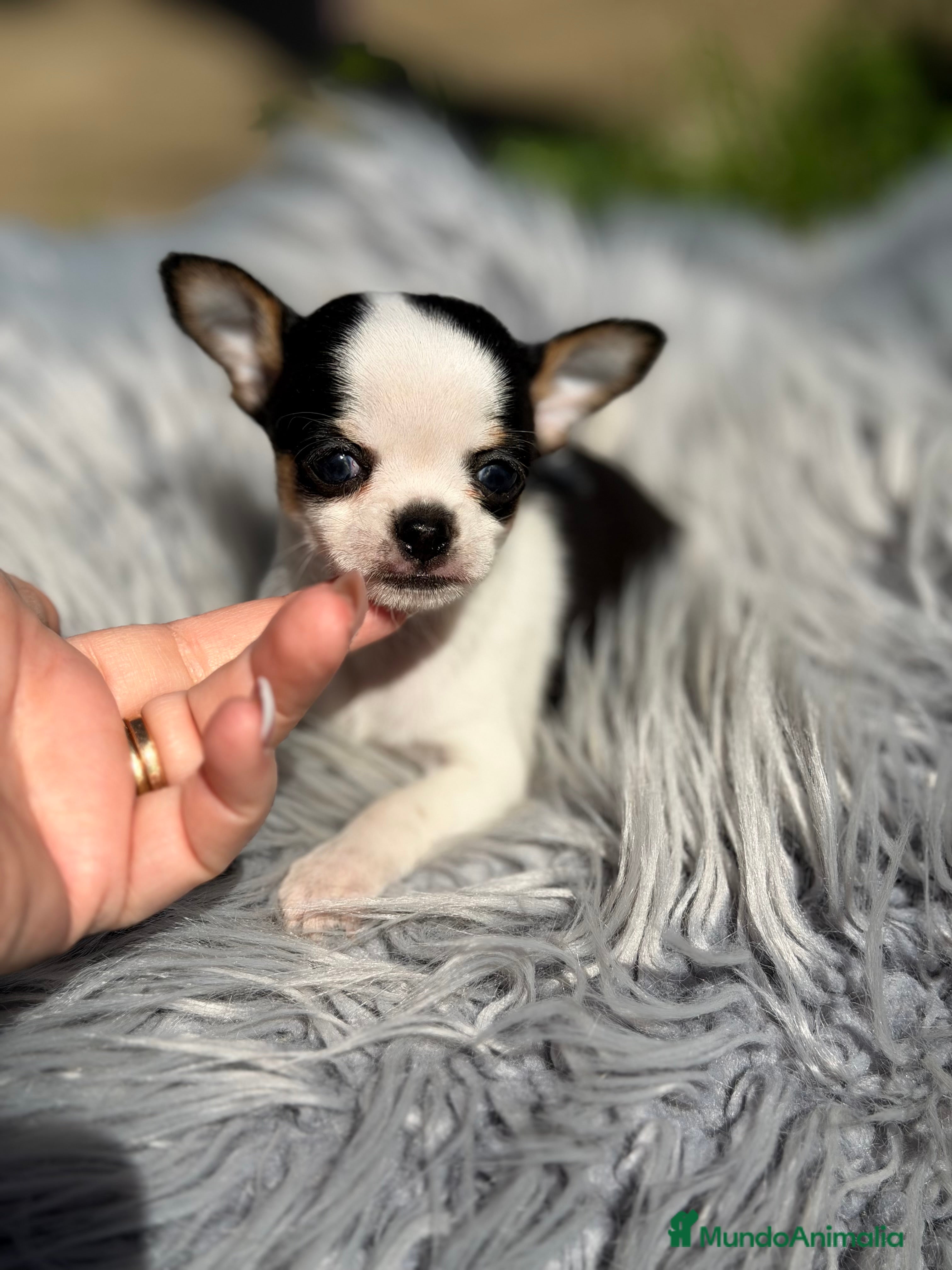Chihuahua perros Chihuahua tricolor Microtoy  - Anuncio 1