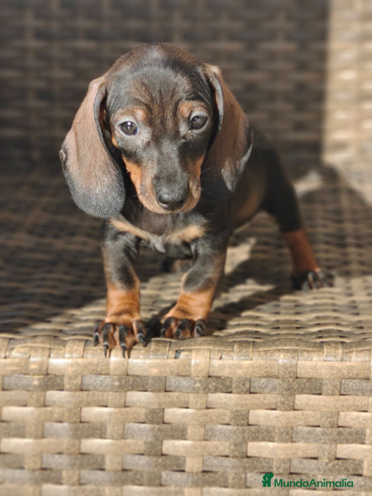 Teckel Miniatura perros Teckel Mini hembra disponible  - Anuncio 4