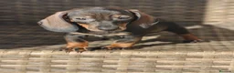 Teckel Miniatura perros en venta: Teckel Mini hembra disponible  - Anuncio 1