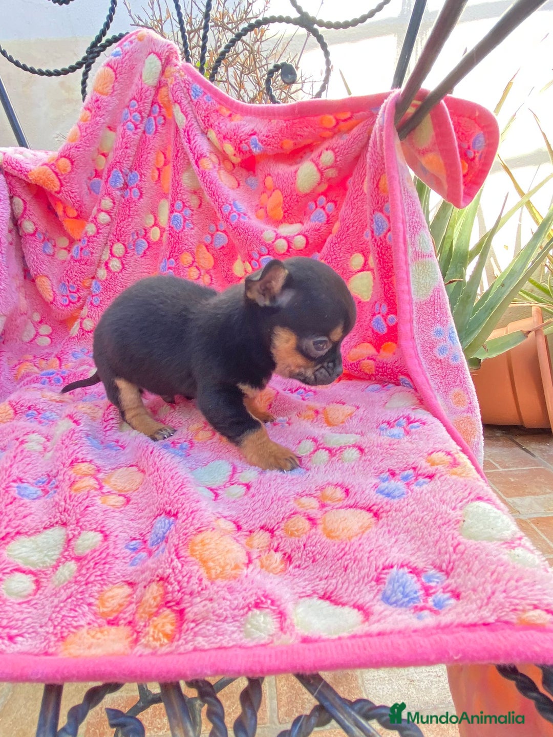 Chihuahua perros en venta: cachorro de chihuahua - Anuncio 2