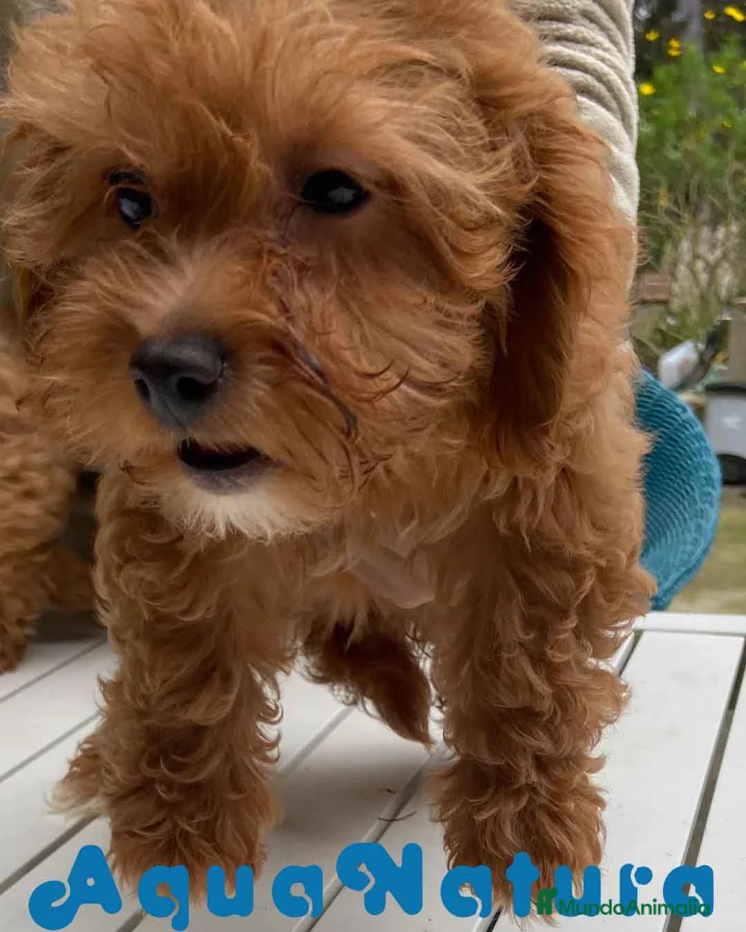 Havapoo perros en venta:  Havapoo Hembra de Hada y Can 1903 AQUANATURA - Anuncio 1