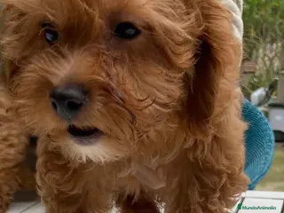 Havapoo perros Havapoo Hembra de Hada y Can 1903 AQUANATURA - Anuncio 2