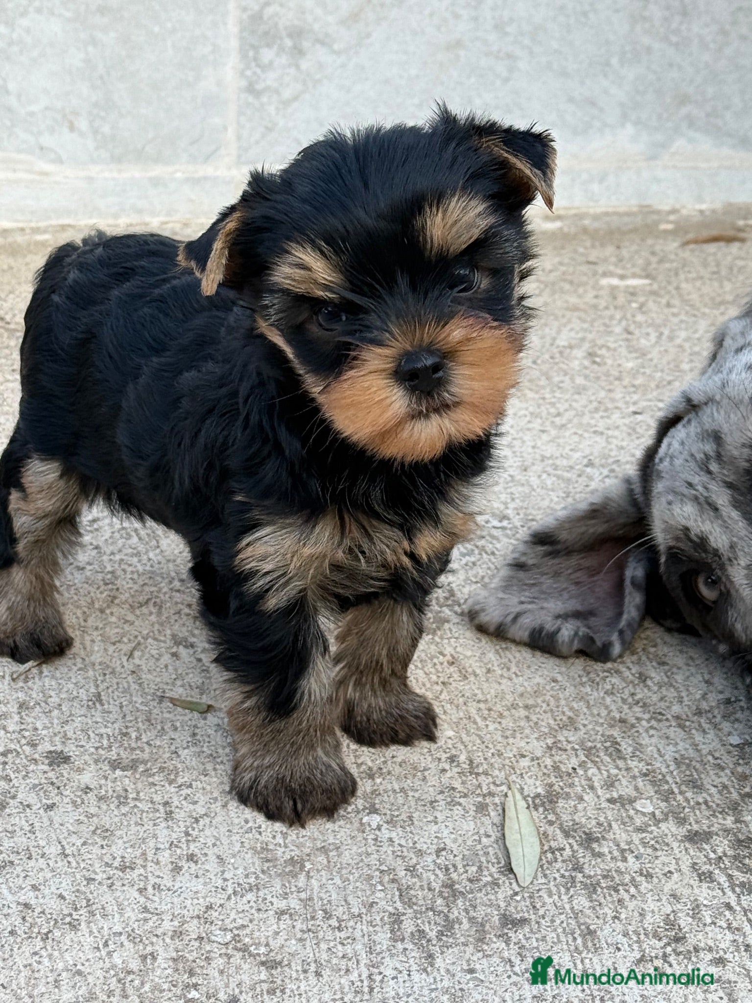 Yorkshire Terrier perros Un Yorkshire macho maravilloso  - Anuncio 1
