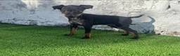 Ratón de Praga perros en venta: Impresionantes ratón de praga - Anuncio 3