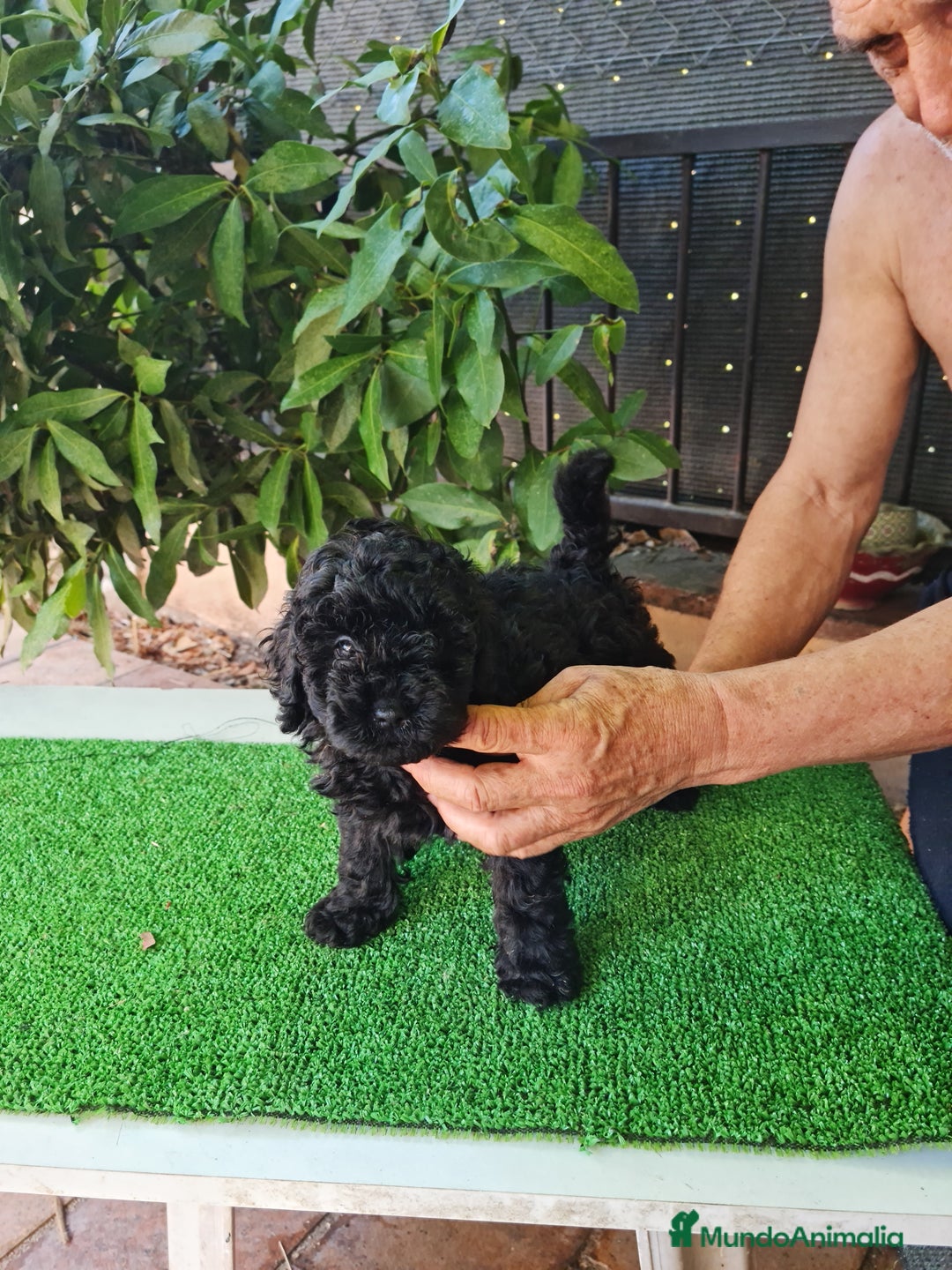 Caniche Toy perros en venta: Caniche - Imagen 4