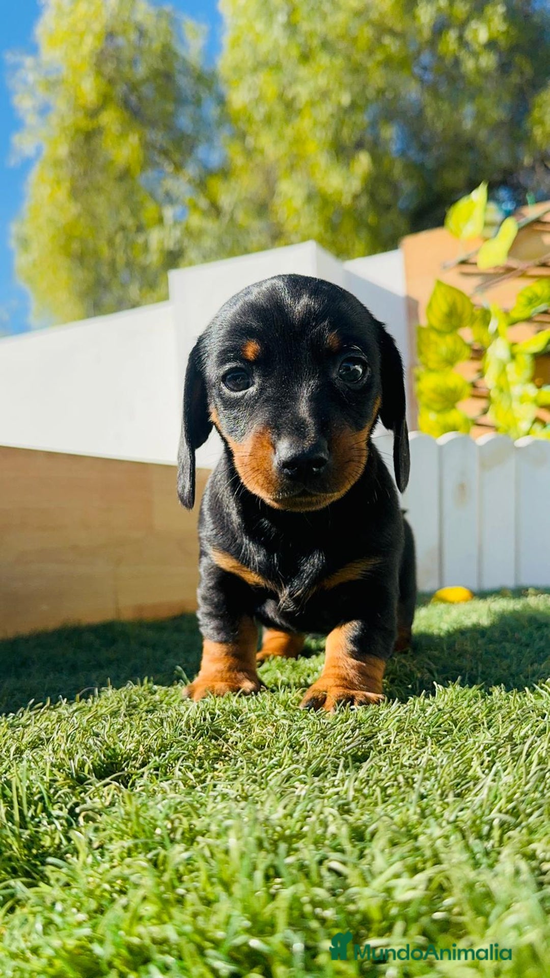 Teckel Miniatura perros en venta: TECKEL MINIATURA - Anuncio 40