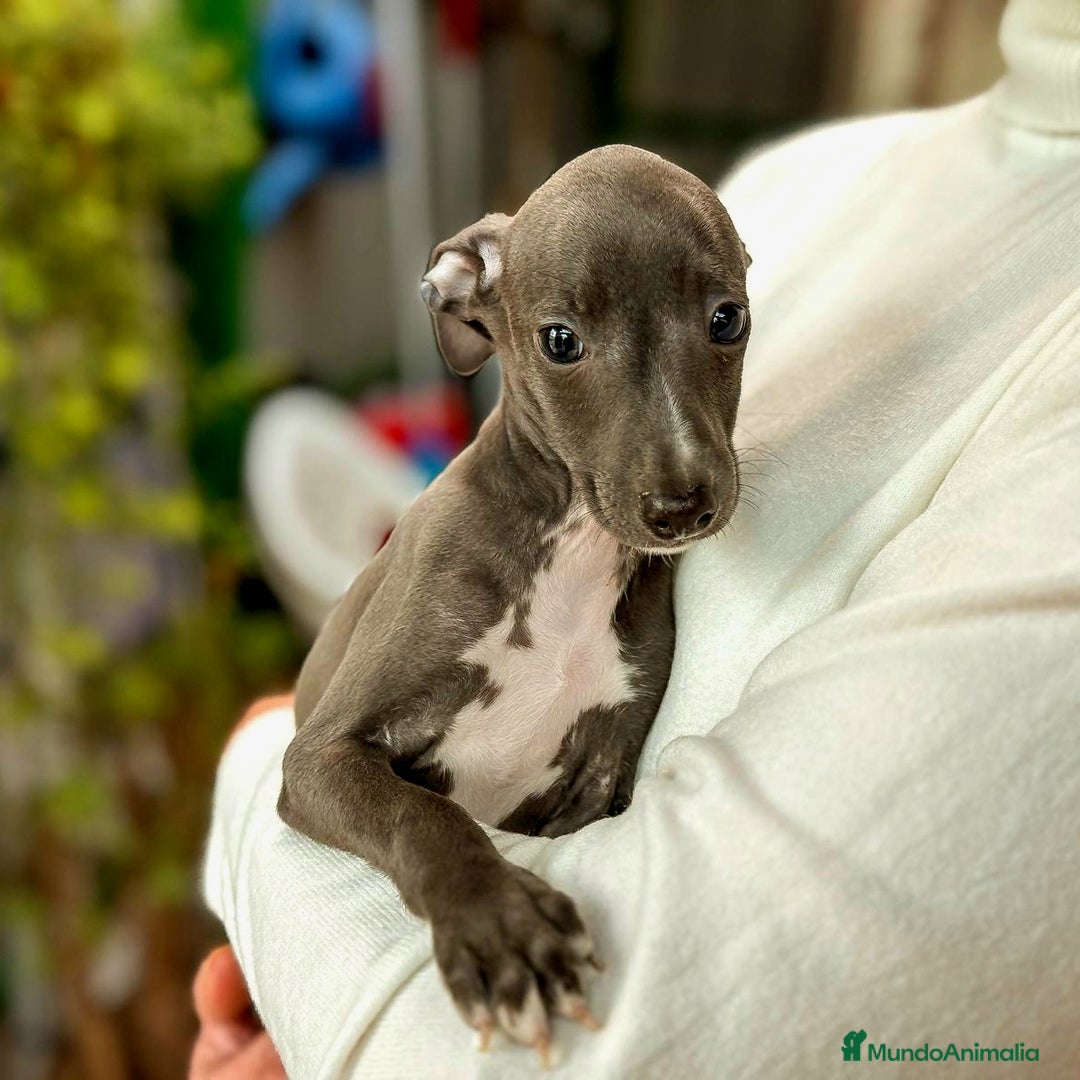 Pequeño Lebrel Italiano perros en venta: Pequeño Lebrel Italiano Piccolo - Anuncio 3