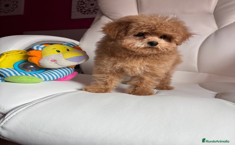 Maltipoo perros - Anuncio 6