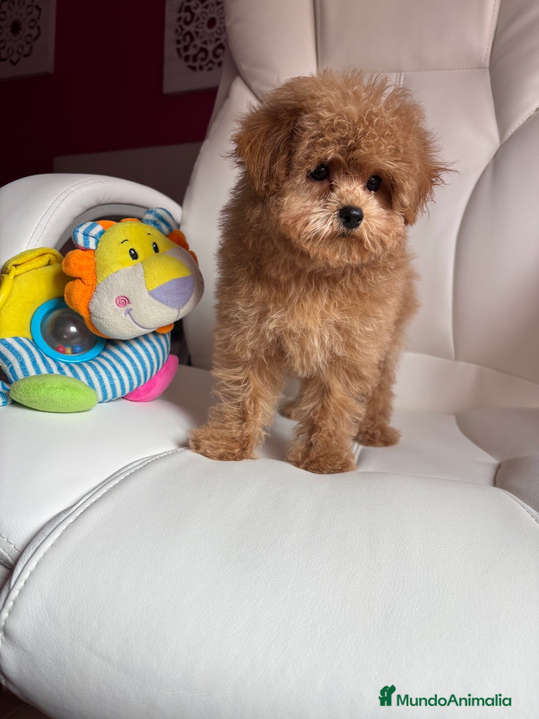 Maltipoo perros en venta: Maltipoo  - Imagen 1