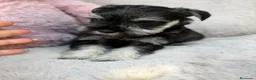 Schnauzer Miniatura perros en venta: SCHNAUZER MINIATURA SAL Y PIMIENTA  - Anuncio 7