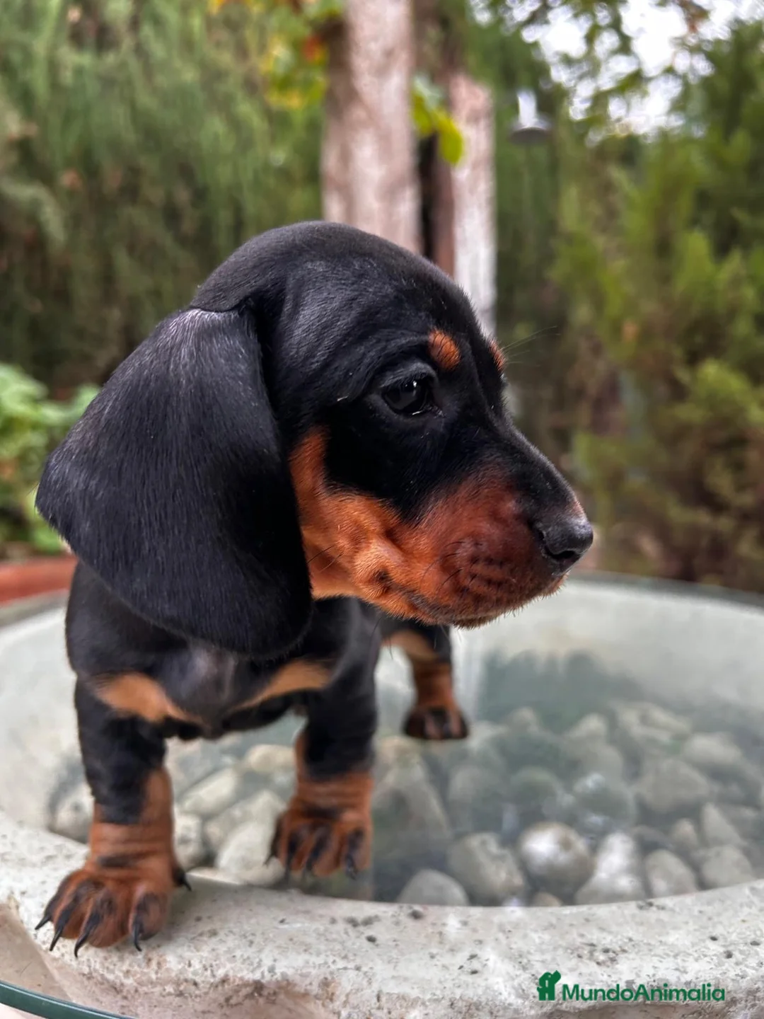 Teckel Miniatura perros en venta: Teckel mini Kaninchen Campeón del Mundo - Anuncio 6