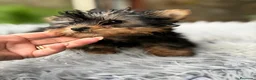 Yorkshire Terrier perros en venta: YORKY TOY DISPONIBLE - Anuncio 5