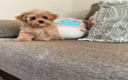 Maltipoo perros en venta: Maltipoo  - Imagen 4