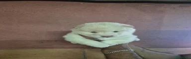 Shiba Inu Cachorro 2