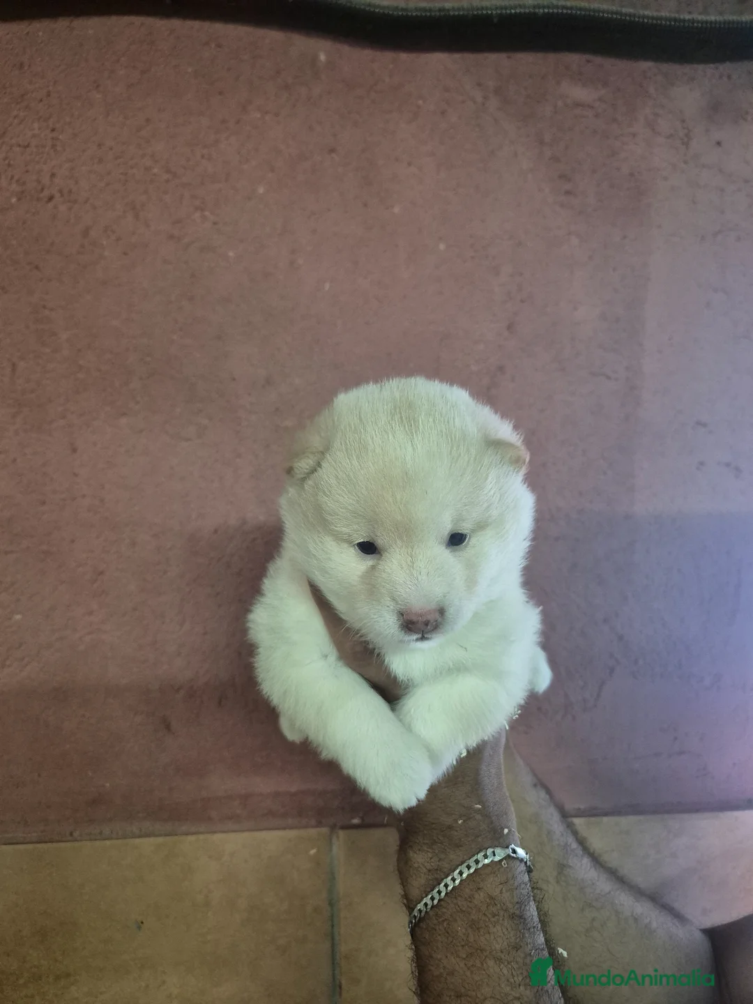 Shiba Inu perros en venta: Shiba Inu en Girona - Anuncio 1