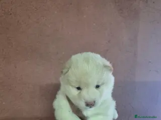 Shiba Inu perros Shiba Inu - Anuncio 1